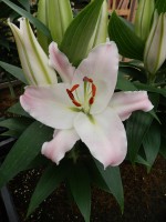 [4229 Sunny Borneo No02.JPG]